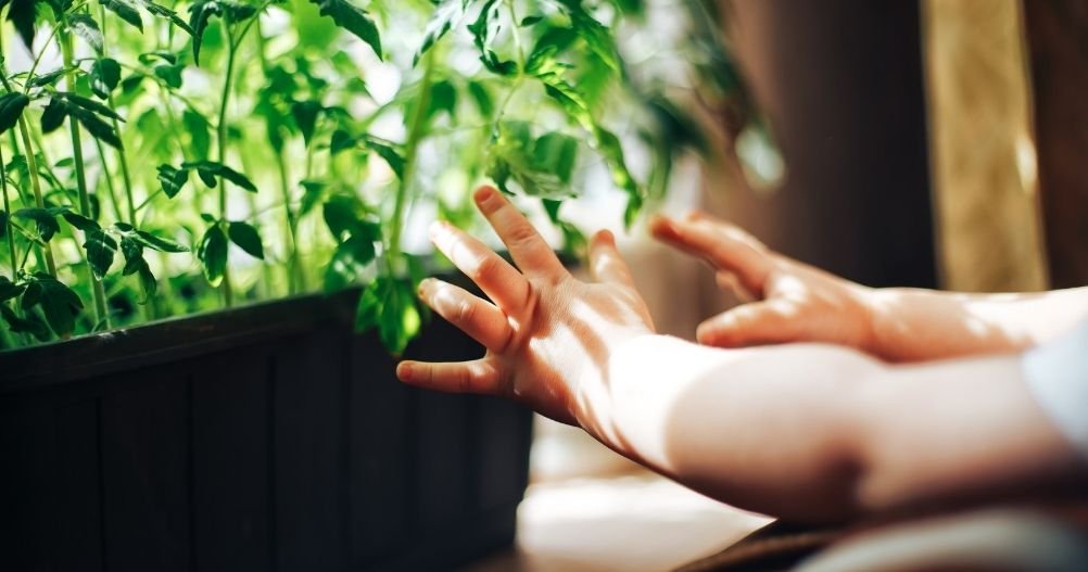 Mãos de Bebê pegando uma plantinha - Estímulos Sensoriais e o Desenvolvimento do Bebê